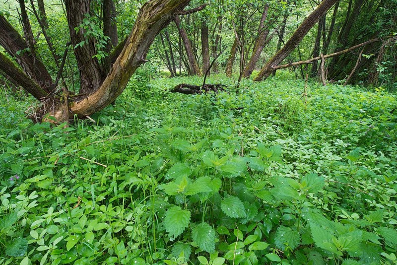 Floodplain forest of the Lafnitz river