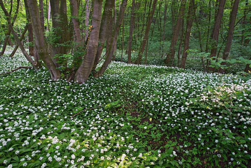 Ramsons or Wild Garlic (Allium ursinum)