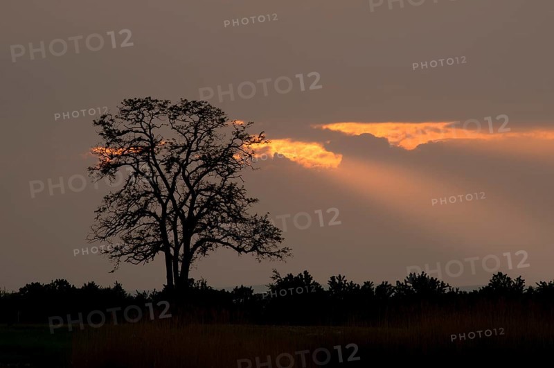 Silhouette of a tree at sunset