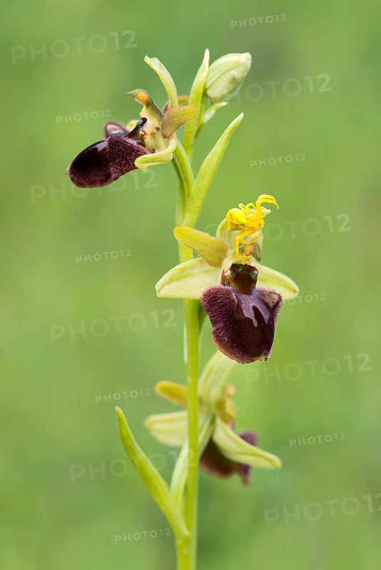 Early Spider Orchid (Ophrys sphegodes) and a Goldenrod Crab Spider (Misumena vatia)