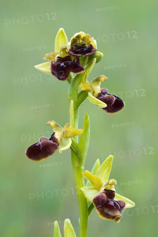 Early Spider Orchid (Ophrys sphegodes)