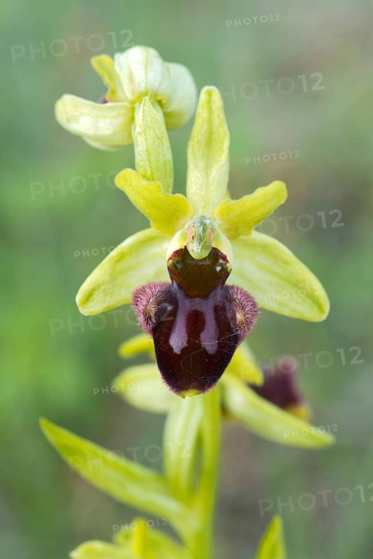 Early Spider Orchid (Ophrys sphegodes)