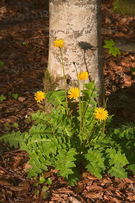 Odorous Pig Salad (Aposeris foetida)