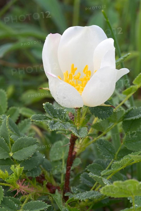 Empire Prickly Rose or Burnet Rose (Ropsa spinosissima)