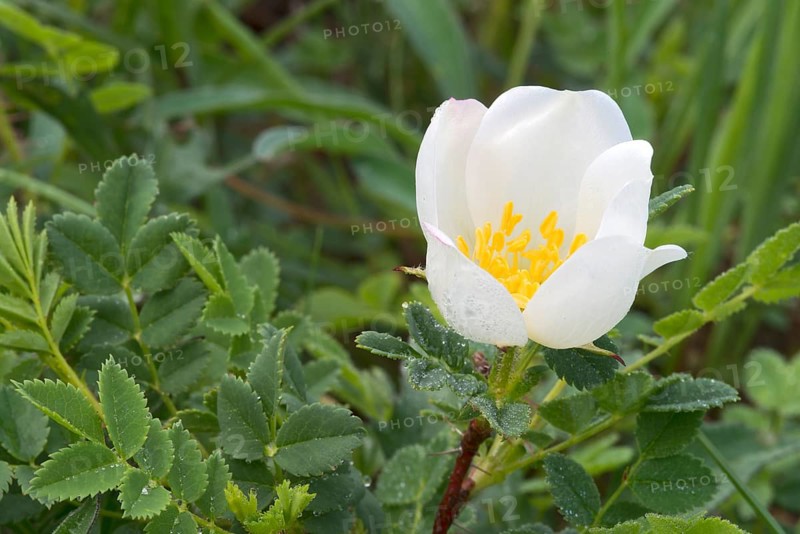 Empire Prickly Rose or Burnet Rose (Ropsa spinosissima)