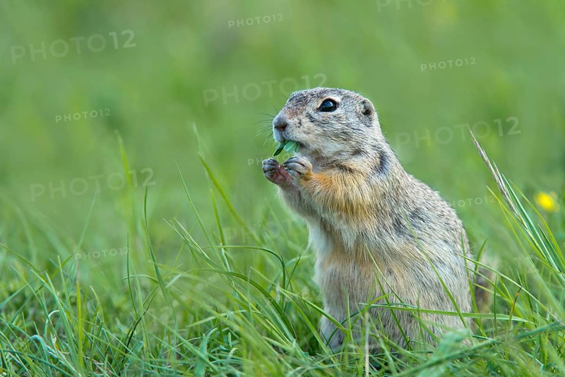 European Ground Squirrel or European Souslik (Citellus citellus)