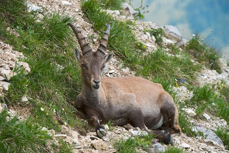 Alpine Ibex or Steinbock (Capra ibex)