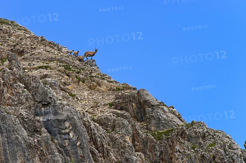 Alpine Ibex or Steinbock (Capra ibex)