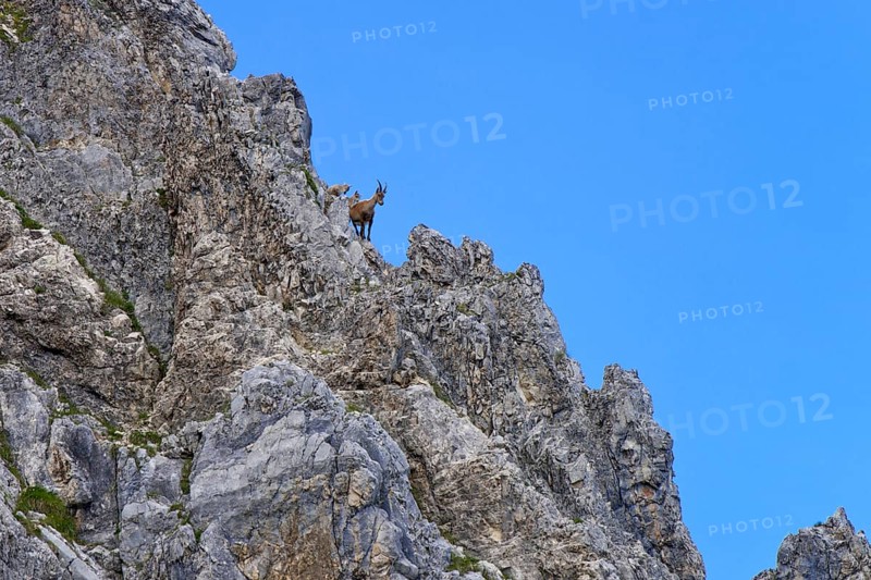 Alpine Ibex or Steinbock (Capra ibex)