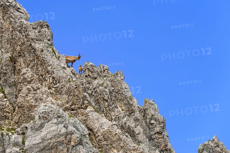 Alpine Ibex or Steinbock (Capra ibex)