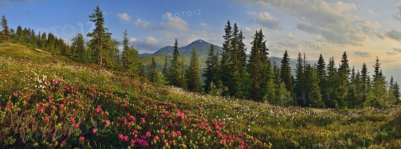 Naunz in summer
