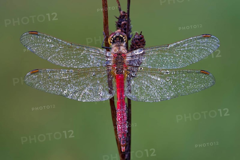 Ruddy Darter (Sympetrum sanguineum)
