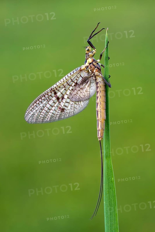 Mayfly (Ephemeroptera)