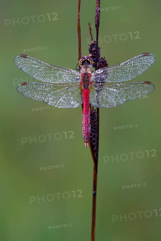 Ruddy Darter (Sympetrum sanguineum)