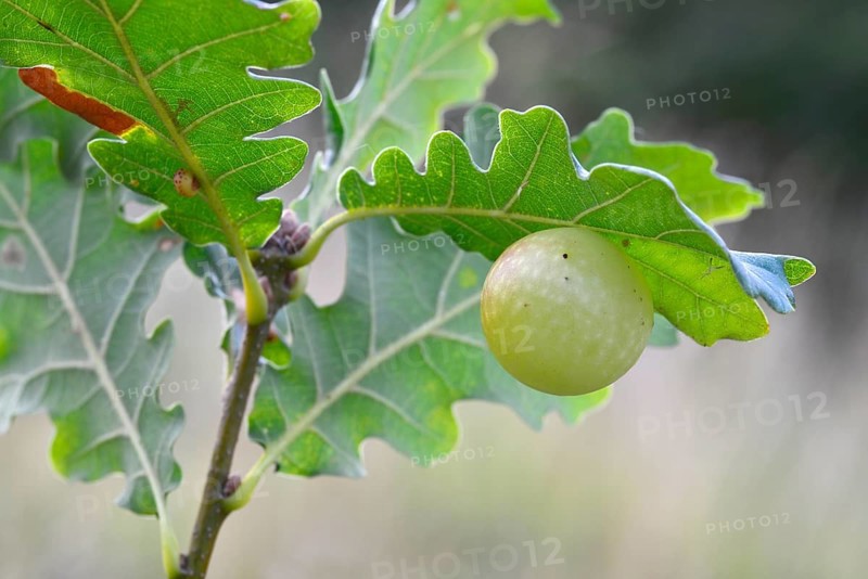 Gall of the Oak Gall Wasp (Cynips quercusfolii) on an Oak (Quercus robur)