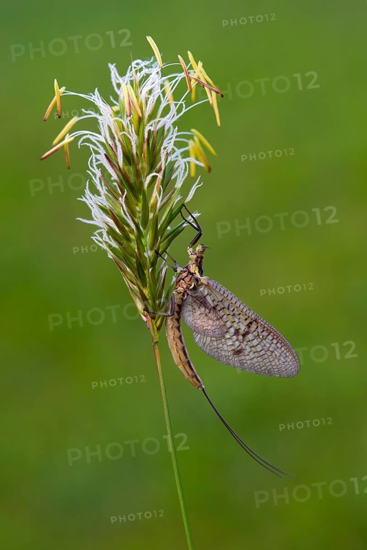 Mayfly (Ephemeroptera)