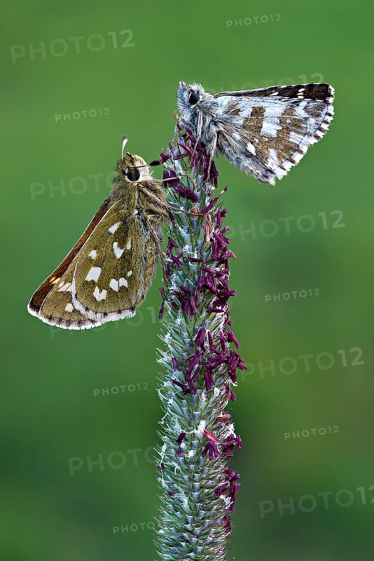 Silver-spotted Skipper (Hesperia comma)