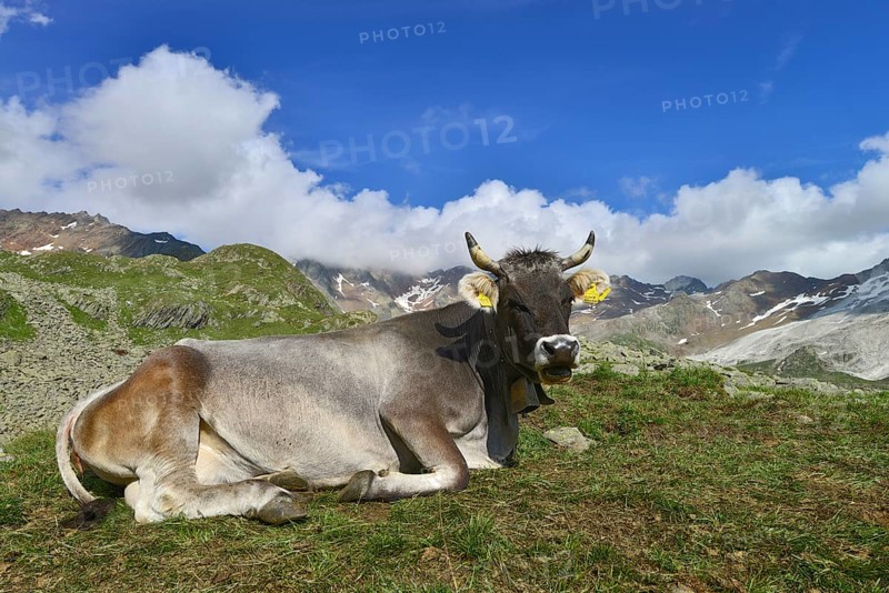 Tyrolean Grey Cattle on the Timmelsalm alpine pasture