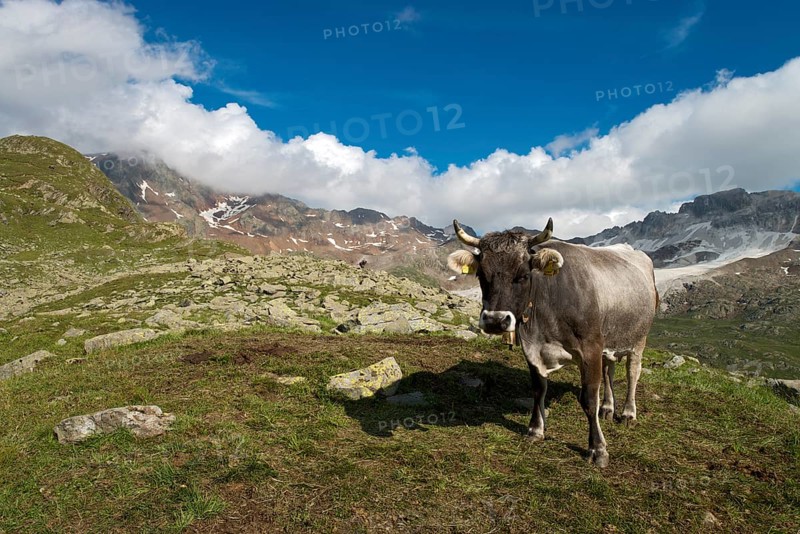 Tyrolean Grey Cattle on the Timmelsalm alpine pasture