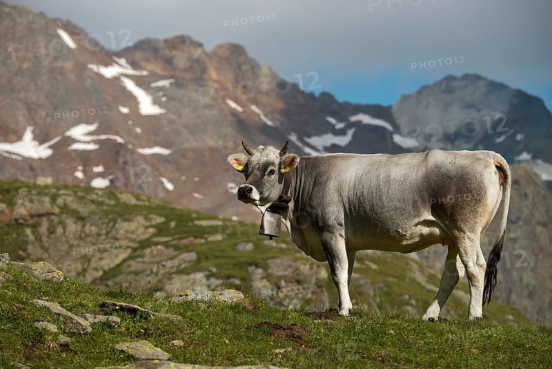 Tyrolean Grey Cattle on the Timmelsalm alpine pasture