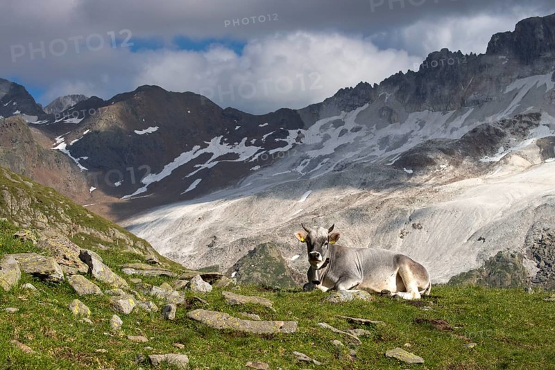 Tyrolean Grey Cattle on the Timmelsalm alpine pasture