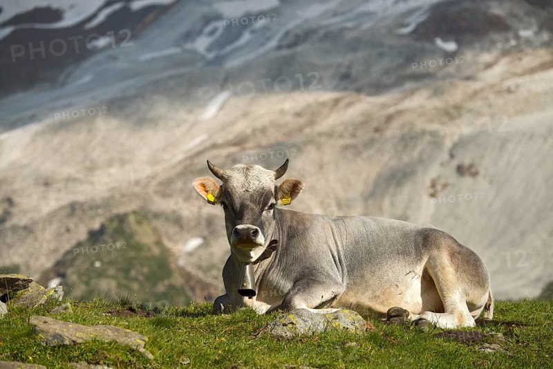 Tyrolean Grey Cattle on the Timmelsalm alpine pasture