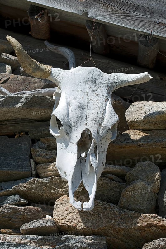 Cow skull on a mountain hut
