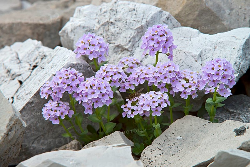 Round-leaved Penny-cress (Thlaspi rotundifolium)