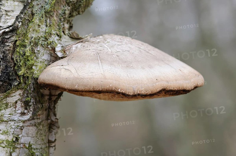Birch Polypore
