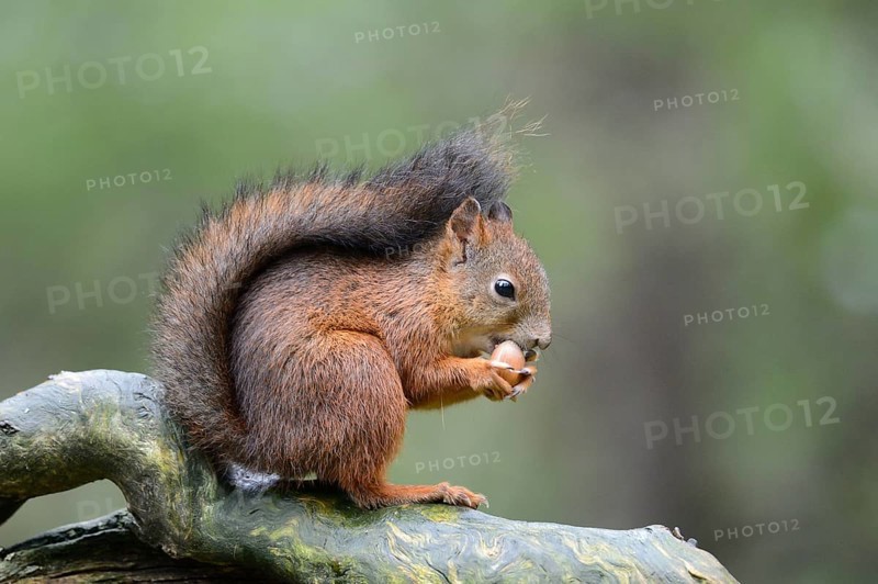 Eurasian Red Squirrel (Sciurus vulgaris) eating a hazelnut