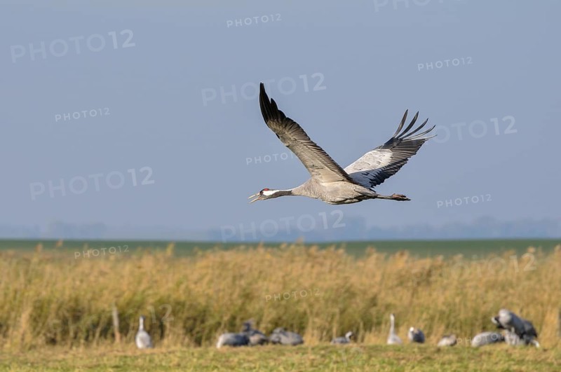 Common Crane (Grus grus) in flight over a meadow shouting