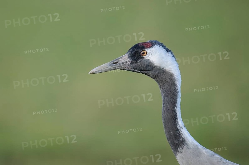 Common Crane (Grus grus) portrait