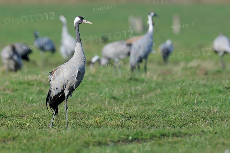 Common Cranes (Grus grus) standing on a meadow