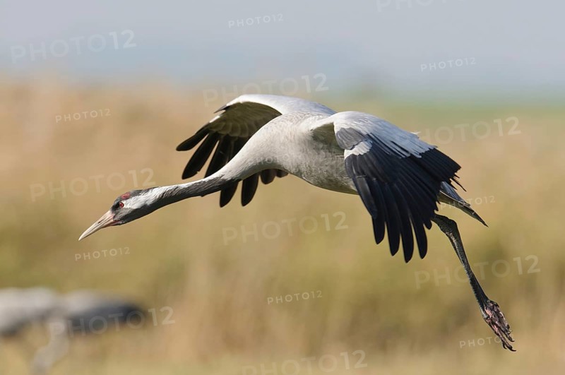 Common Crane (Grus grus) during landing