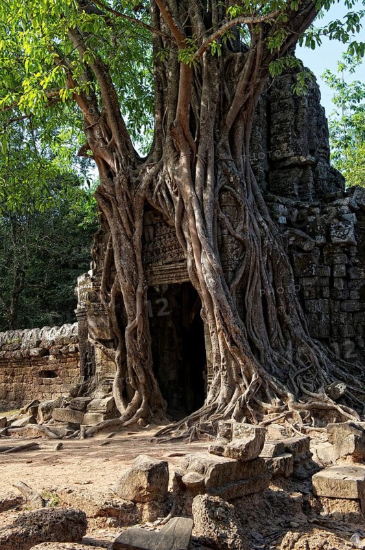 Trees growing over a gate at the temple of Ta Som