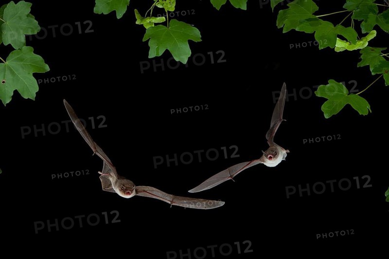 Long-fingered Bat (Myotis capaccinii) and Bent-wing Bat