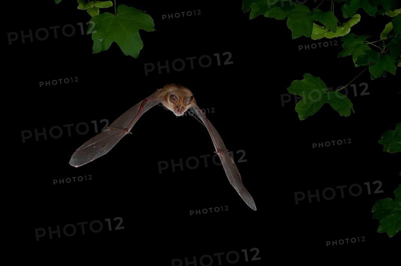 Greater Horseshoe Bat (Rhinolophus ferrumequinum) in flight