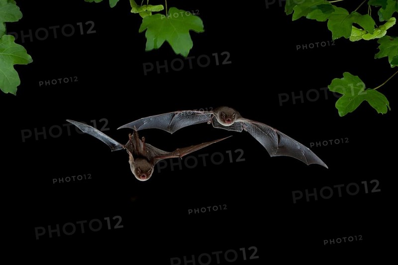 Bent-wing Bats
