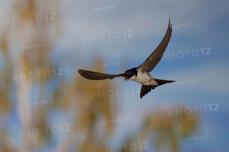 Common House Martin (Delichon urbica) in flight