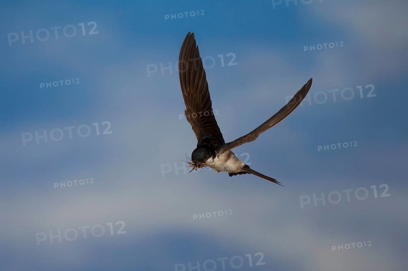 Common House Martin (Delichon urbica) in flight