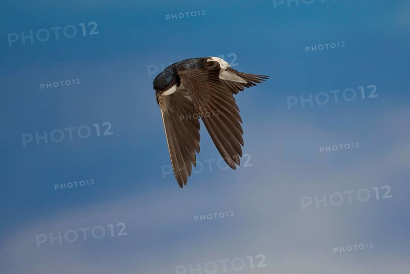 Common House Martin (Delichon urbica) in flight