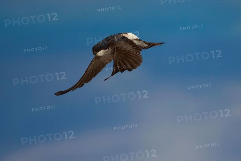 Common House Martin (Delichon urbica) in flight