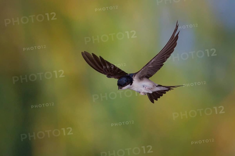 Common House Martin (Delichon urbica) in flight