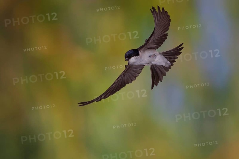 Common House Martin (Delichon urbica) in flight