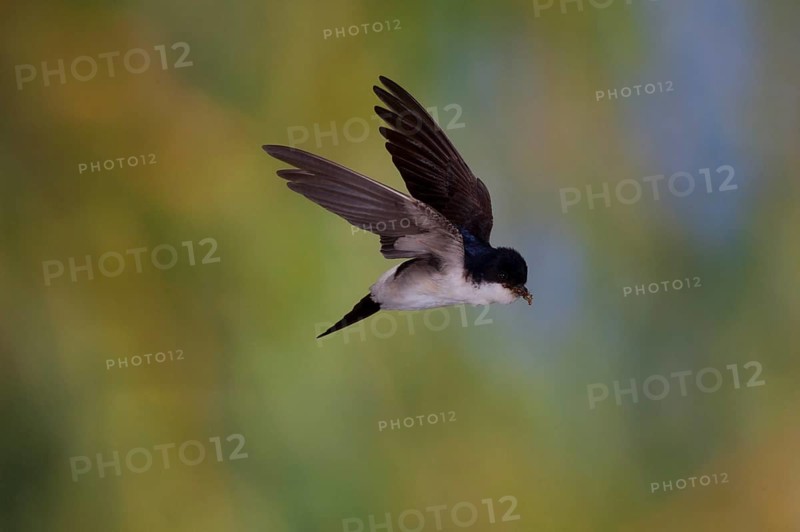 Common House Martin (Delichon urbica) in flight