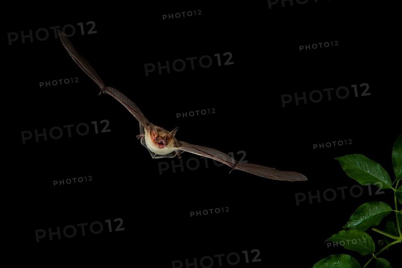 Lesser Mouse-eared Bat (Myotis blythii) in flight