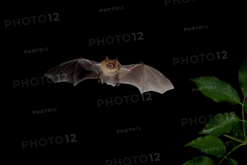 Geoffroy's Bat (Myotis emarginatus) in flight