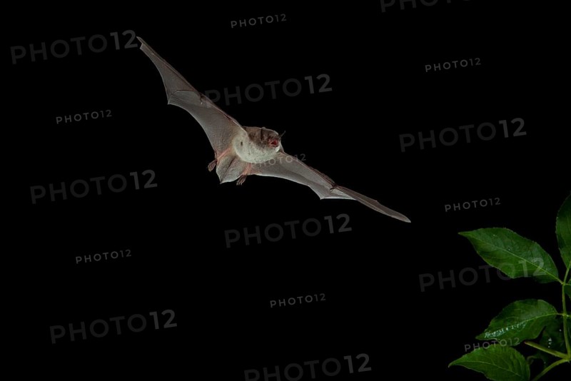 Long-fingered Bat (Myotis capaccinii) in flight