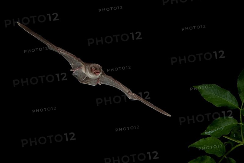 Bent-wing Bat