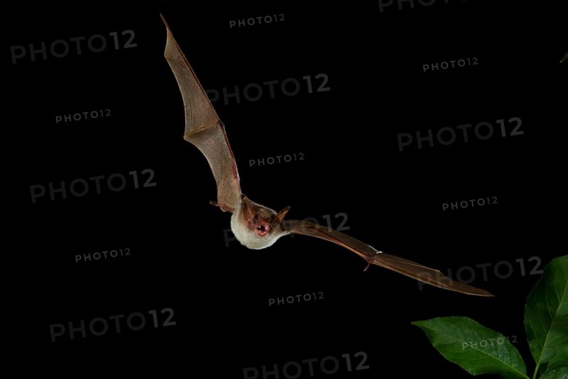 Lesser Mouse-eared Bat (Myotis blythii) in flight